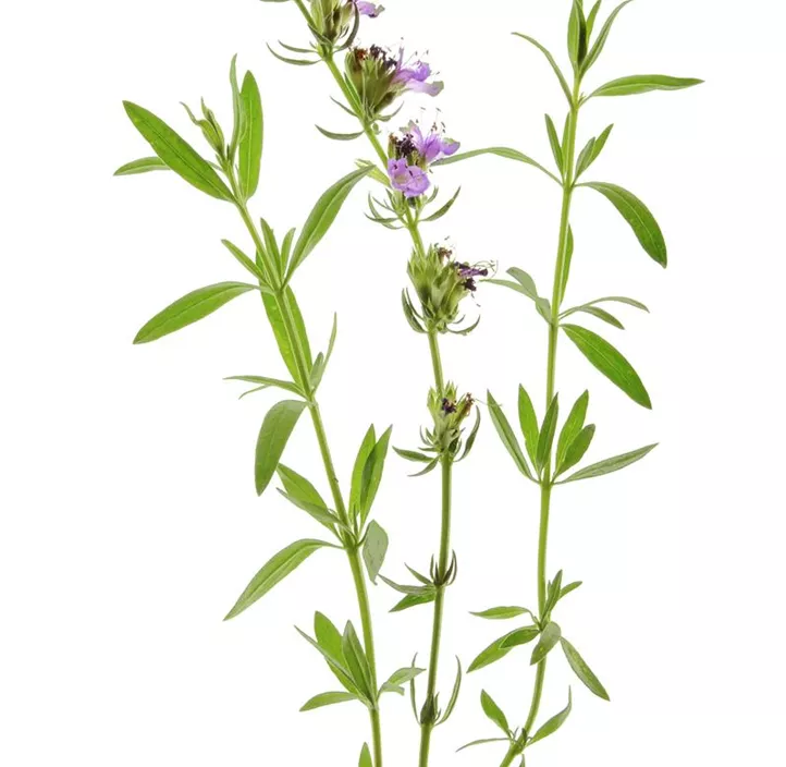 Apotheker-Ysop Apotheker-Ysop