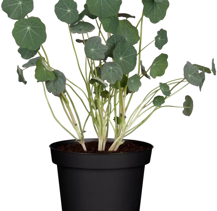 Kapuzinerkresse Kapuzinerkresse