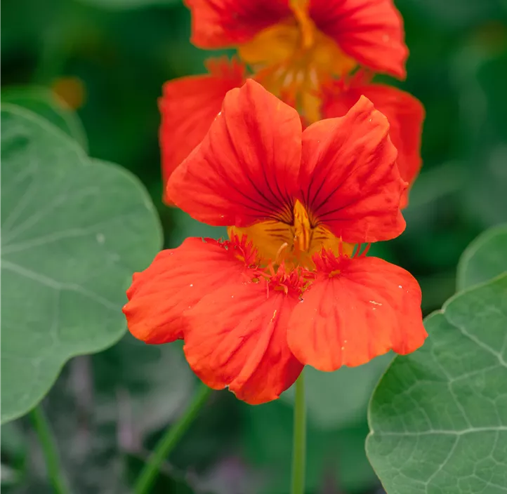 Kapuzinerkresse Kapuzinerkresse