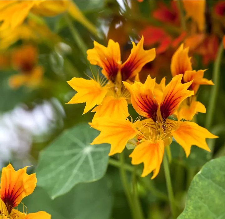 Kapuzinerkresse Kapuzinerkresse