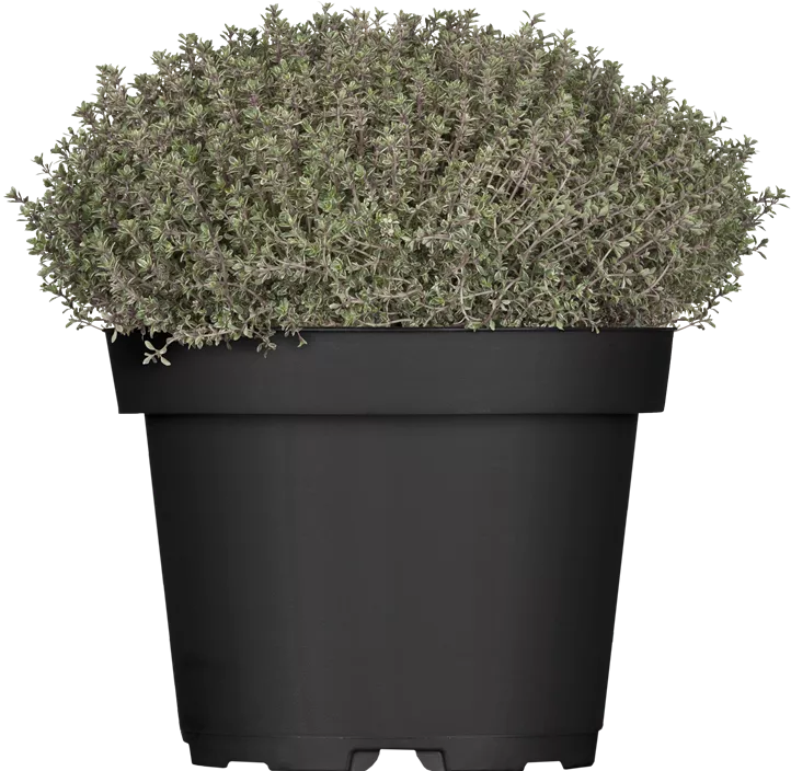 Weißrandiger Garten-Thymian 'Silver Queen' Weißrandiger Garten-Thymian 'Silver Queen'