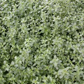 Thymus citriodorus Silver Queen