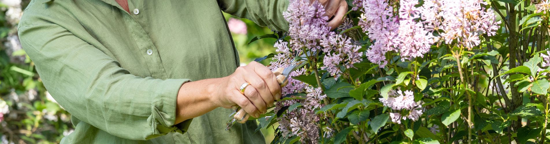 Gartenarbeit - Flieder schneiden Gartenarbeit - Flieder schneiden