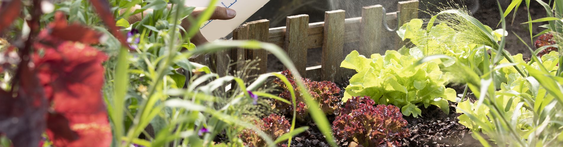 Pflanzenschutzmittel auf Salat sprühen Pflanzenschutzmittel auf Salat sprühen