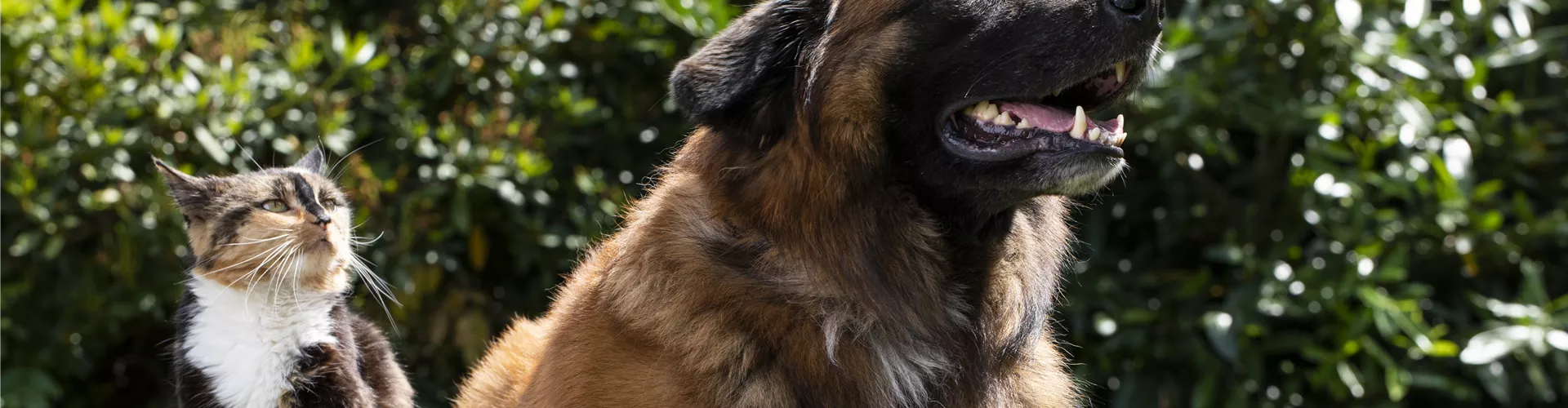 Wochenendaktionen Hunde- und Katzenfutter - Bellaflora