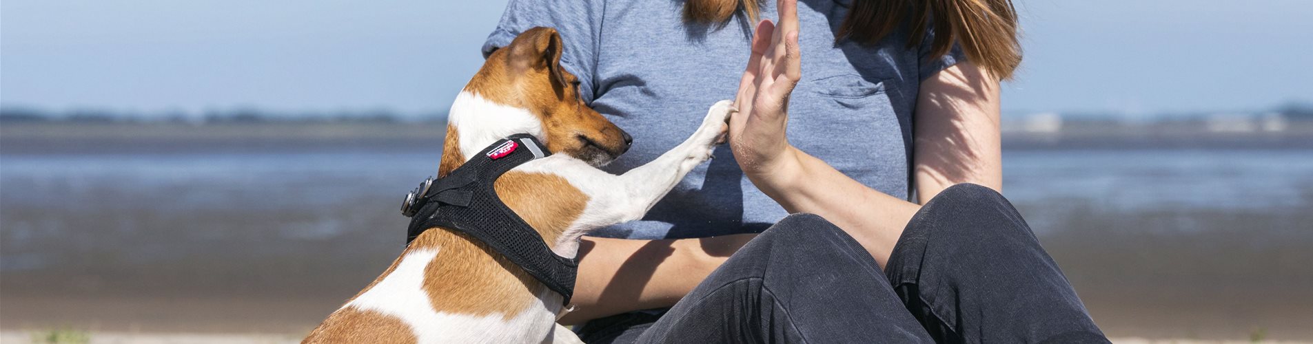 Hund gibt High Five  Hund gibt High Five