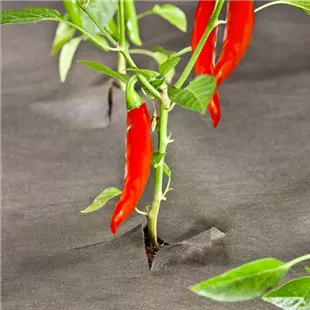 Öko-Unkrautvlies, 10 x 1 m