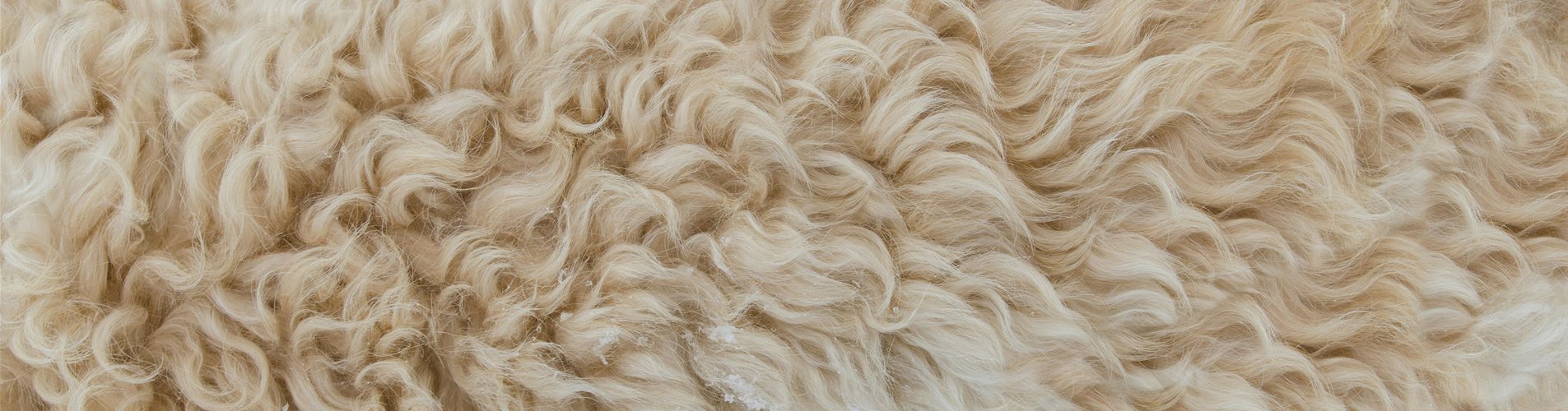 schafwolle-header schafwolle-header