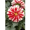 bellaflora Gartencenter GmbH