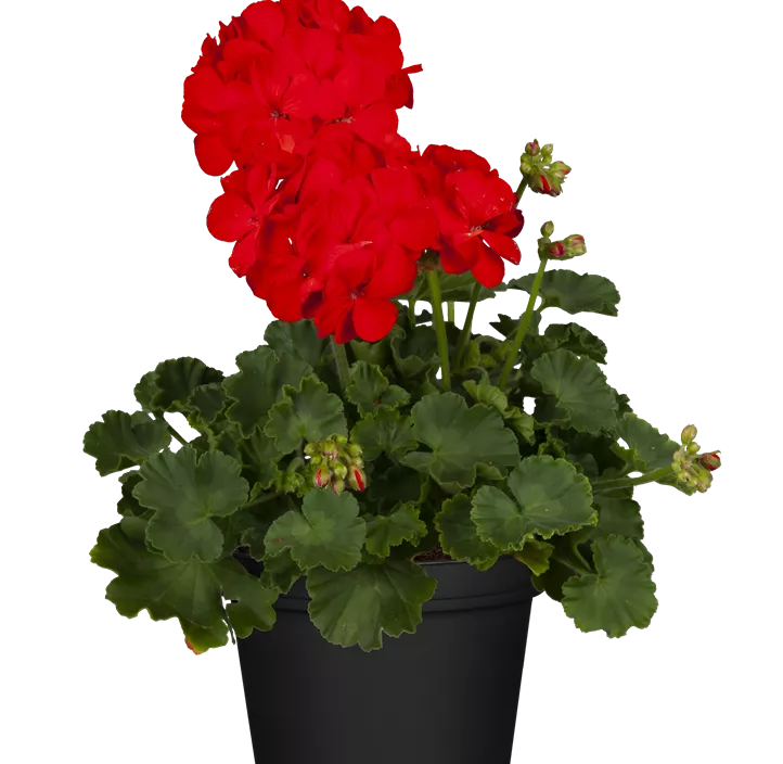 Zonal-Pelargonie 'Bernd' Zonal-Pelargonie 'Bernd'
