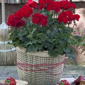 Pelargonium zonale Moonlight Tumbao