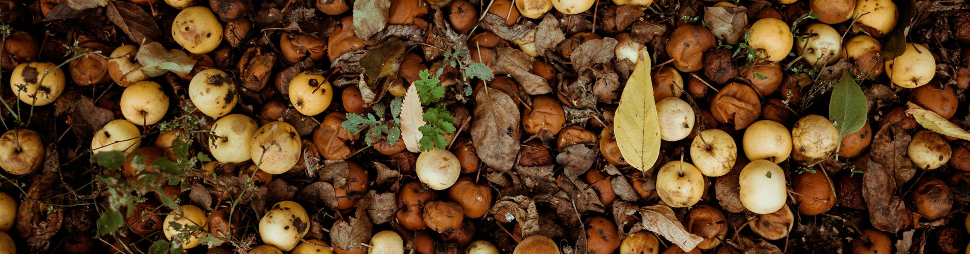 kompost-header kompost-header