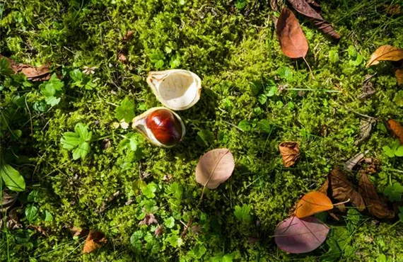 1681 (2) rasen-herbst-kastanie.jpg