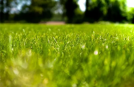 1681 (2) rasen-sommer.jpg