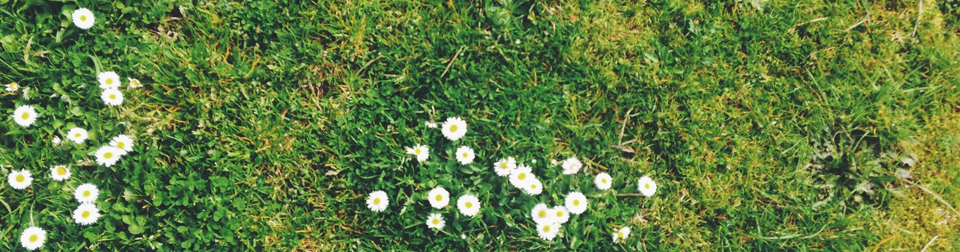 header rasen header rasen