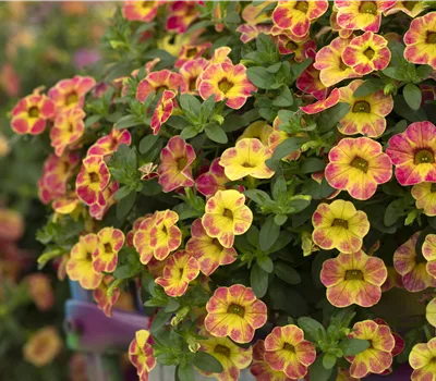 Calibrachoa chameleon