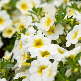 Calibrachoa Uno Frosty Lemon