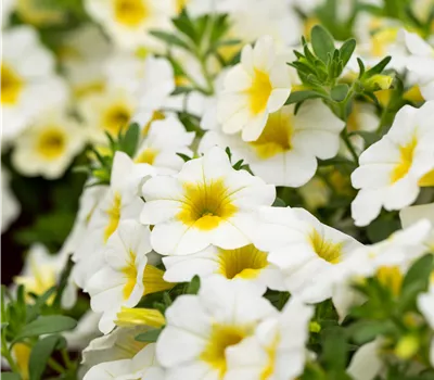 Calibrachoa Uno Frosty Lemon
