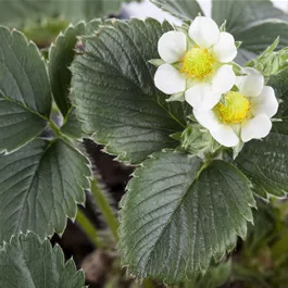 Fragaria ananassa Favori