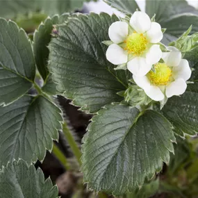 Fragaria ananassa Favori