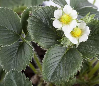 Fragaria ananassa Favori