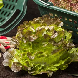 Lactuca sativa grün