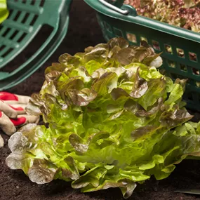 Lactuca sativa grün