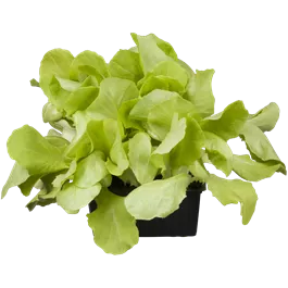Lactuca sativa grün