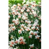 bellaflora Gartencenter GmbH