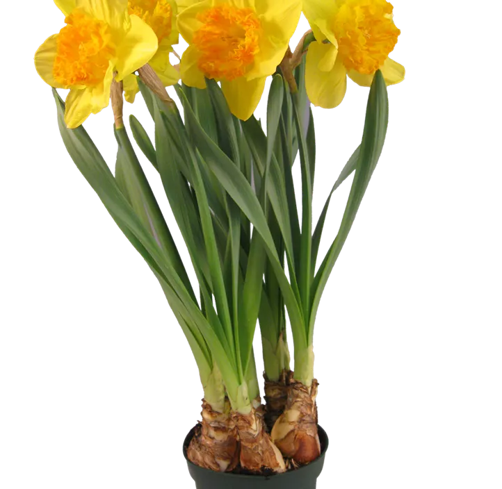 Narzisse 'Orange Eye'