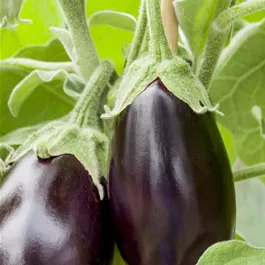 Solanum melongena 'Jackpot' Hochbeet