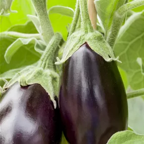 Solanum melongena 'Jackpot' Hochbeet