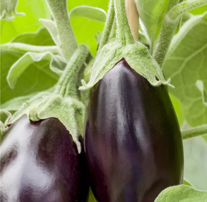 Fingeraubergine