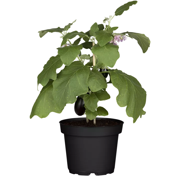 Fingeraubergine