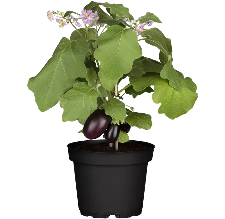 Fingeraubergine