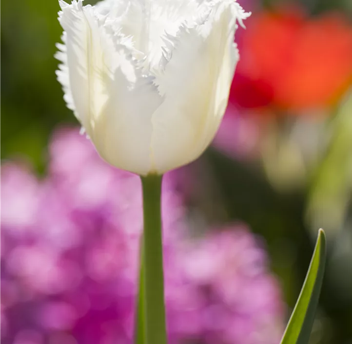 Tulpe gefranst