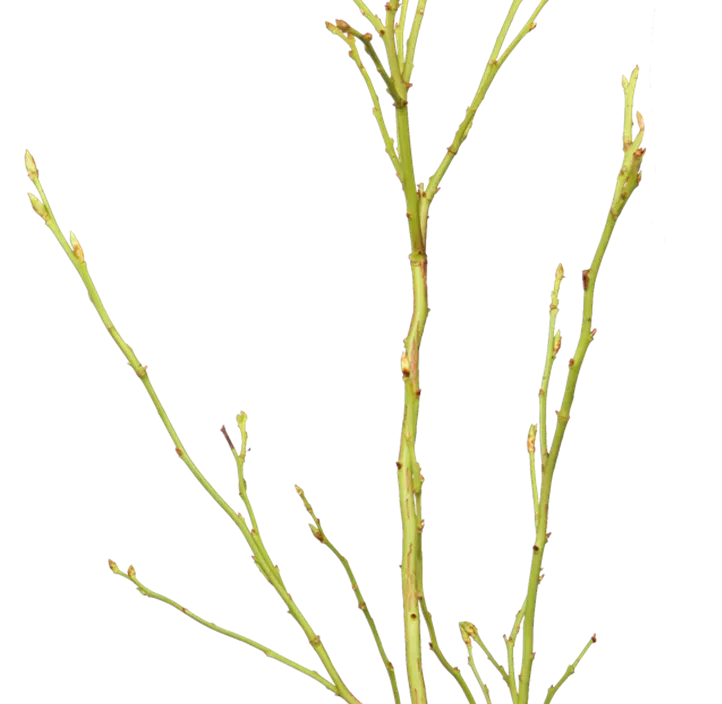 Heidelbeerzweige im Bund Heidelbeerzweige im Bund