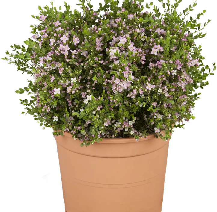 Korallenraute Korallenraute