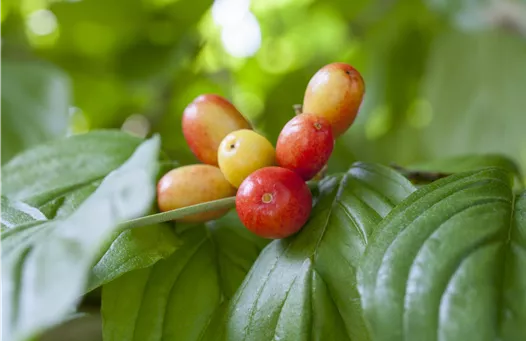 Cornus mas