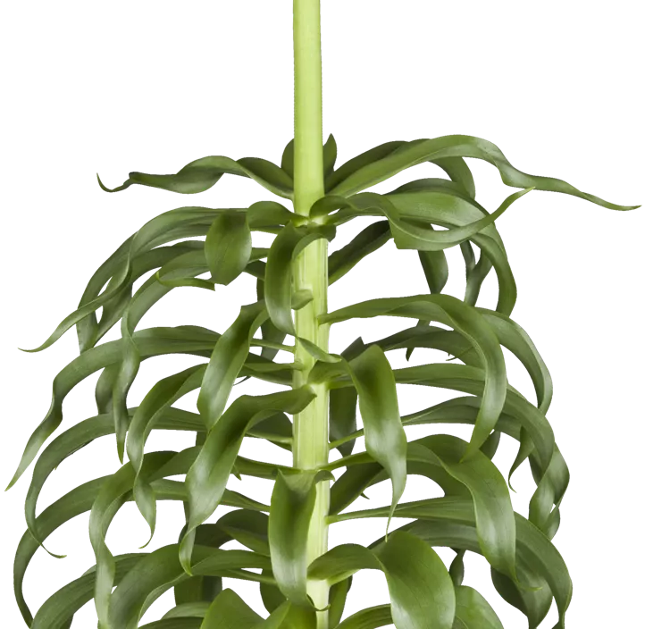 Kaiserkrone Kaiserkrone