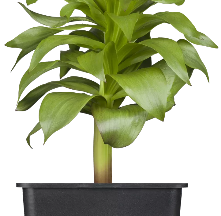 Kaiserkrone Kaiserkrone