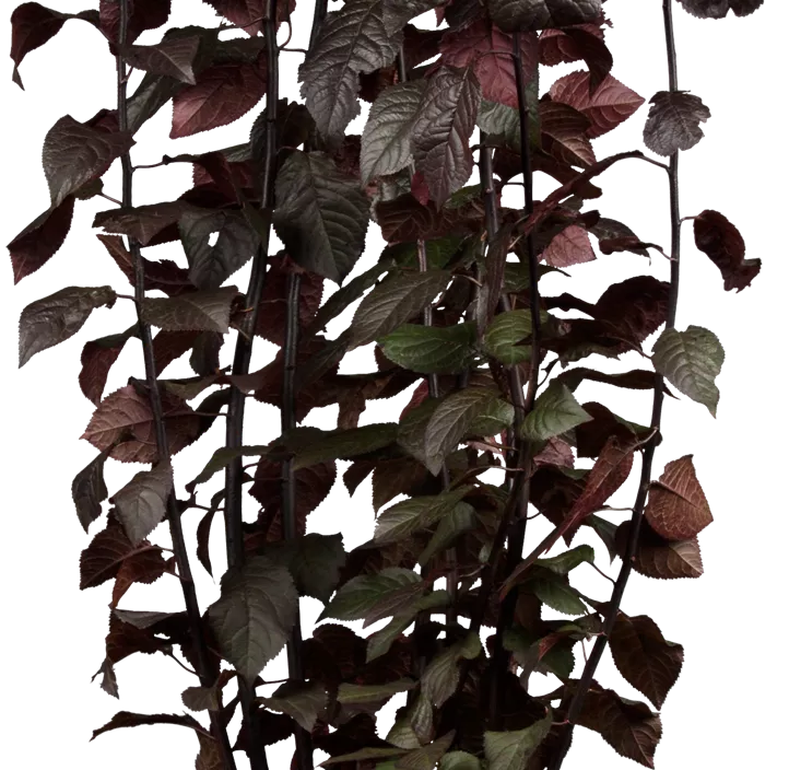 Blutpflaume 'Nigra' Blutpflaume 'Nigra'