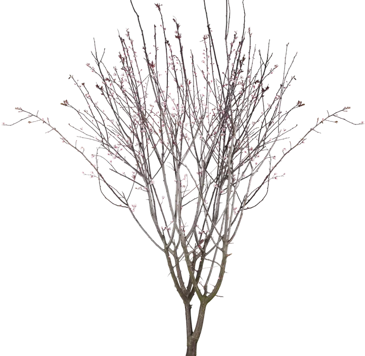 Blutpflaume 'Nigra' Blutpflaume 'Nigra'