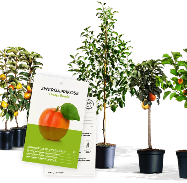 Obstbäume Erntelust Obstbäume Erntelust