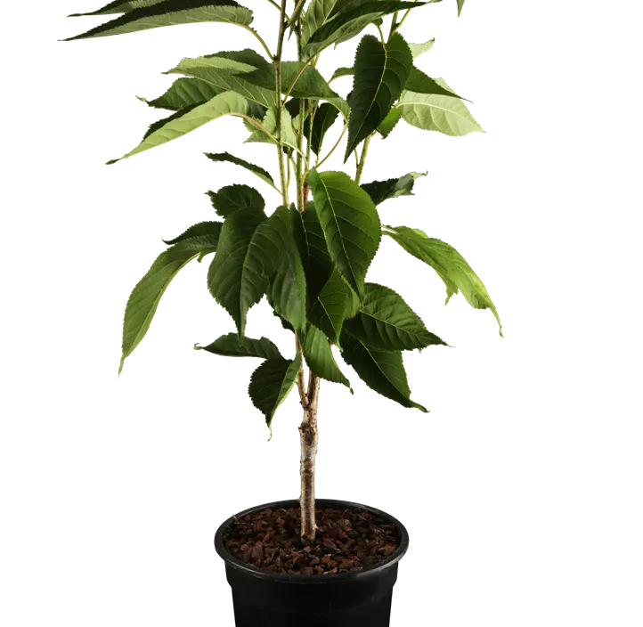 Japanische Säulenkirsche 'Amanogawa' Japanische Säulenkirsche 'Amanogawa'