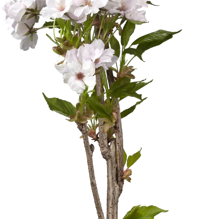 Japanische Säulenkirsche 'Amanogawa' Japanische Säulenkirsche 'Amanogawa'