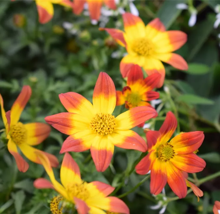 Zweizahn BeeDance®  Zweizahn BeeDance®