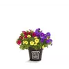 bellaflora Gartencenter GmbH