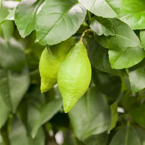 Citrus Limon