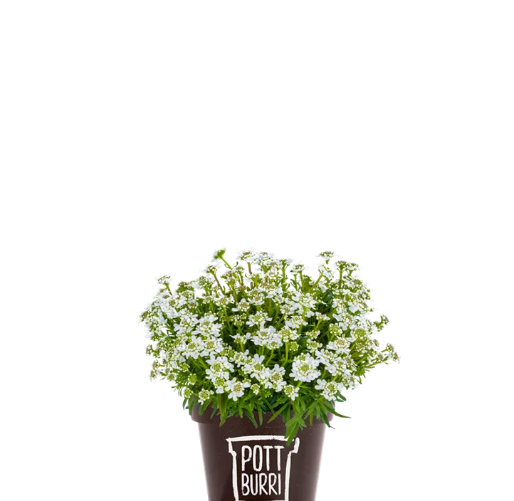 Immergrüne Schleifenblume